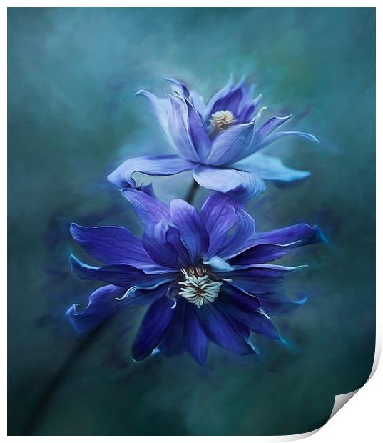 Clematis Blue Print by clint hudson