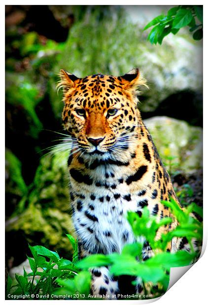 Amur Leopard II Print by David Crumpler