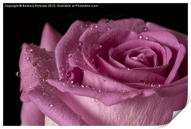 Raindrops on roses Print by Barbara Ambrose