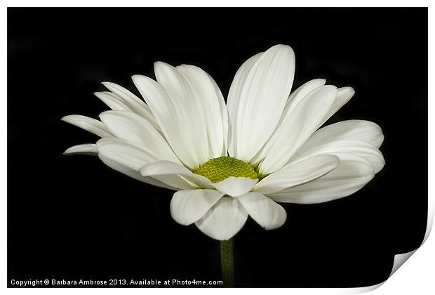 white daisy Print by Barbara Ambrose