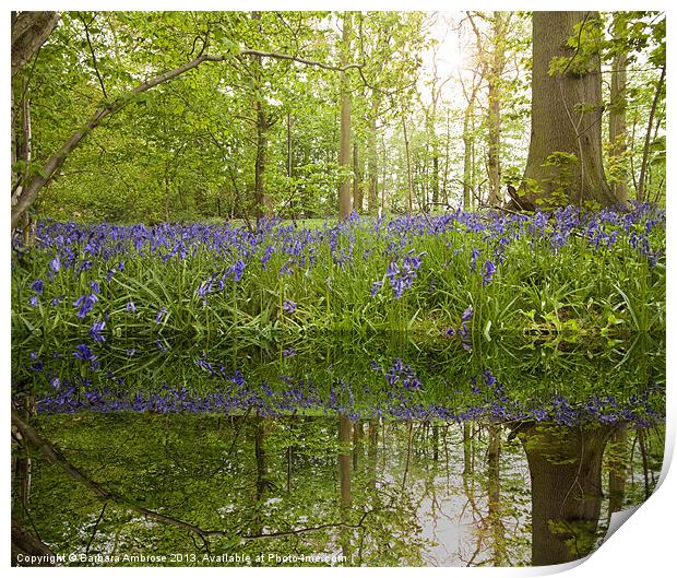 bluebell reflections Print by Barbara Ambrose