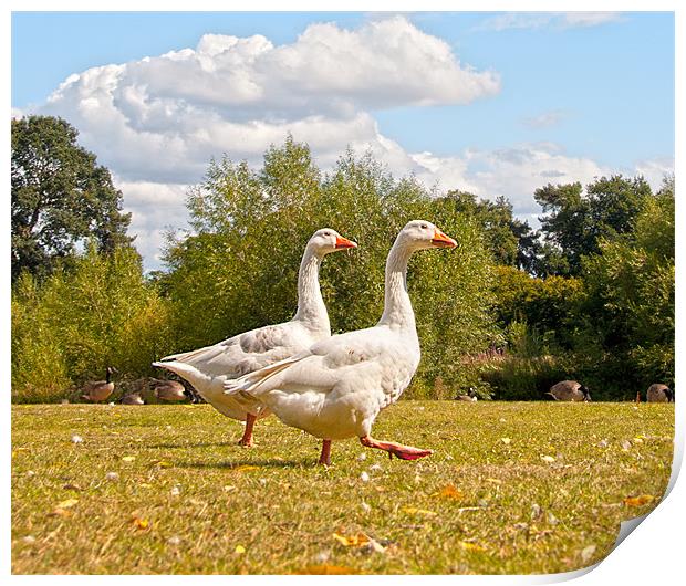 Walking Geese Print by Andrew Cundell