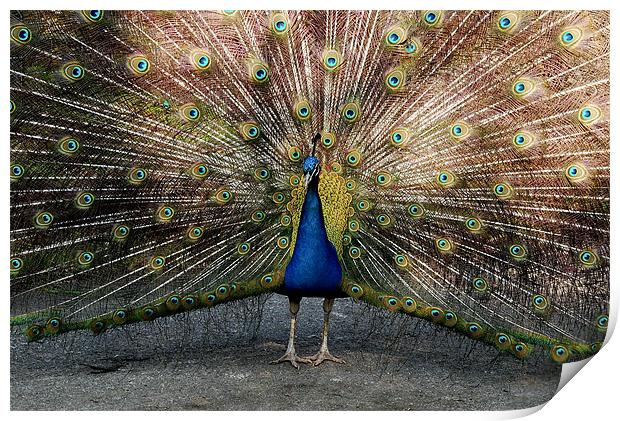 Colourful Peacock Print by Tracy Hughes
