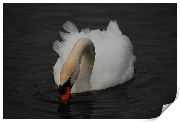 Relaxing Swan Print by Tracy Hughes