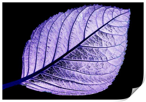 Purple tinted leaf on black Print by Tracy Hughes