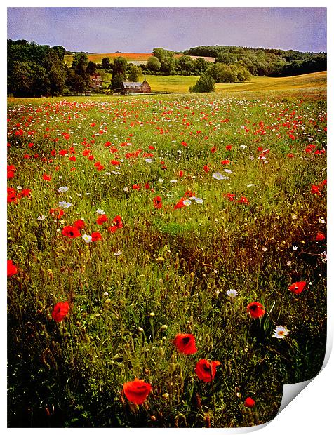 Poppy Valley in Kent Print by Robert  Radford