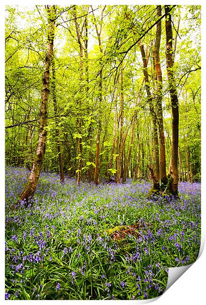 Bluebells and Trees Print by Robert  Radford