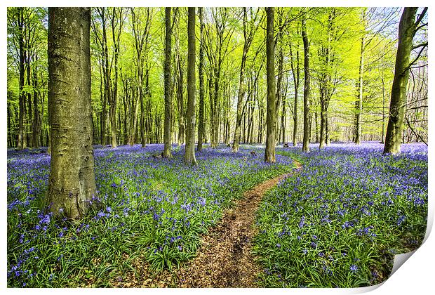 Bluebell Wood Print by Robert  Radford