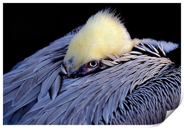 Pelican Print by Bryan Olesen