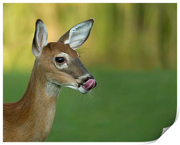 Deer Lick Print by Bryan Olesen