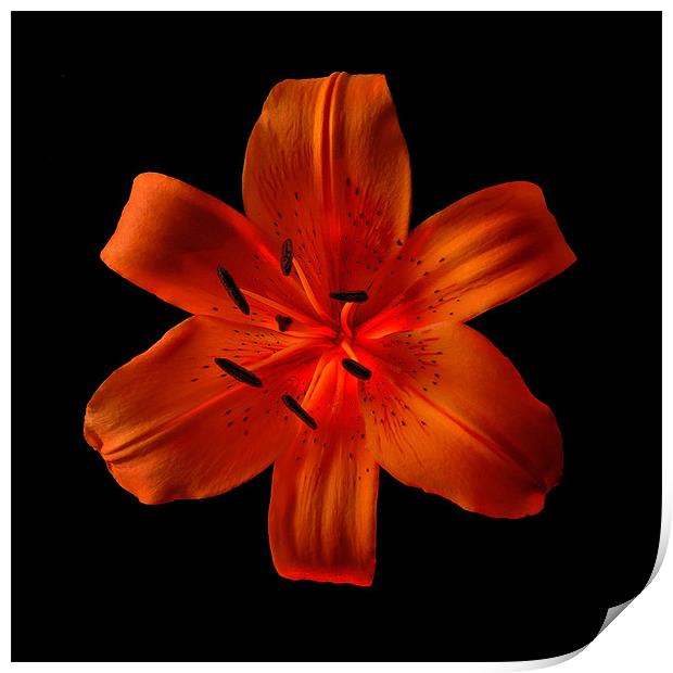 Daylily Print by Bryan Olesen