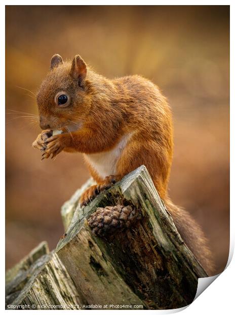 Red Squirrel Lunching Print by nick coombs