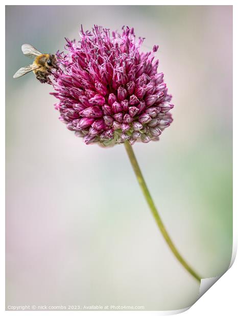 Allium sphaerocephalon and Bee Print by nick coombs