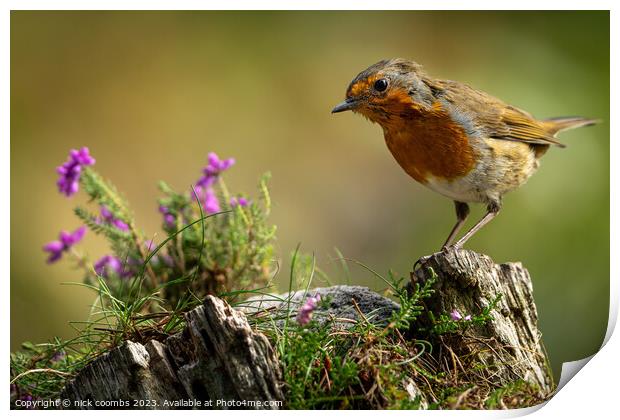 Encountering the Enchanting Robin Print by nick coombs