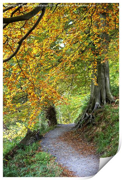  Autumn Woods Print by Beverley Middleton