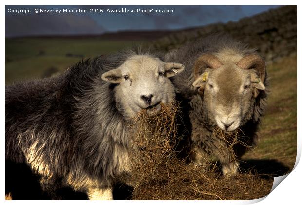 Herdwick Sheep Print by Beverley Middleton