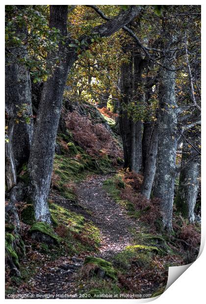 Autumn woodland path Print by Beverley Middleton