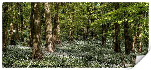 Wild garlic in the woods Print by Beverley Middleton