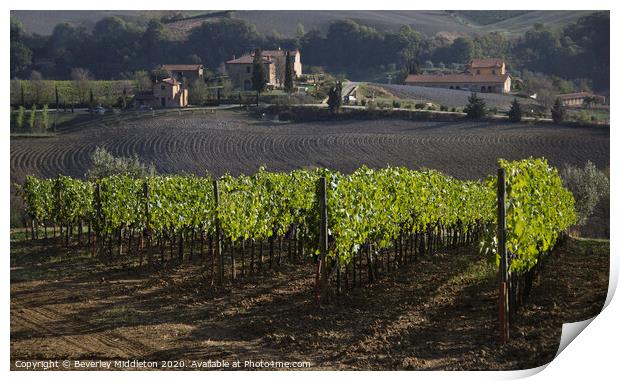 Tuscan vineyard near Montepulchiano Print by Beverley Middleton