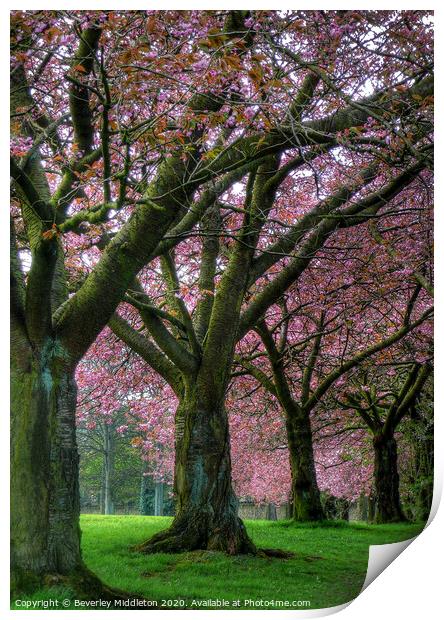 Blossom trees on Harrogate stray Print by Beverley Middleton