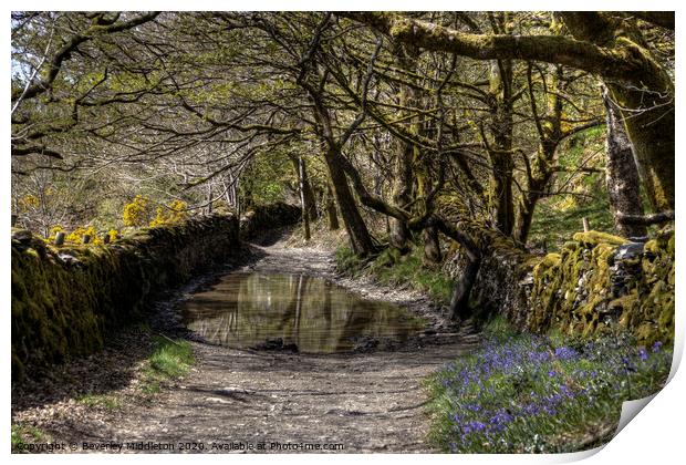 Green Lane, Undermillbeck Common, Cumbria Print by Beverley Middleton