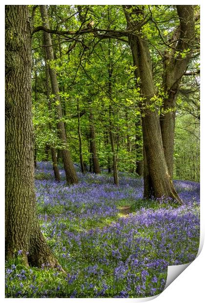 Bluebells at Middleton Woods, Yorkshire Print by Beverley Middleton