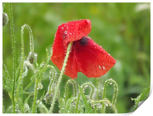 poppy in the morning dew Print by Adam Carr