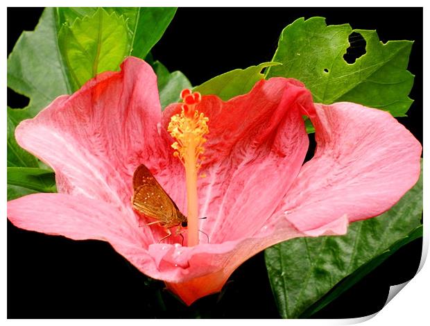 Butterfly Sitting On Pink Hibiscus Print by Sajitha Nair