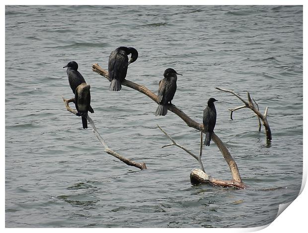 Cormorants Relaxing On Branches Print by Sajitha Nair