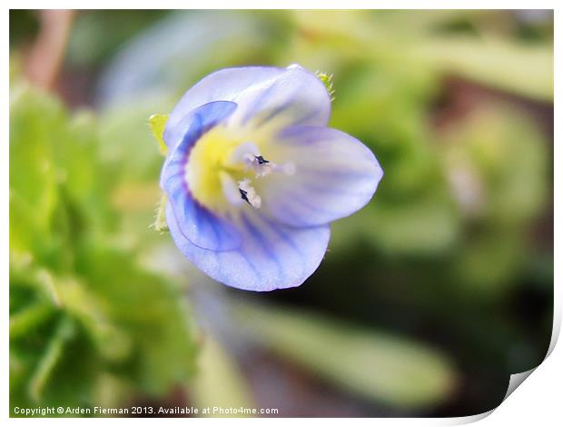 Corn Speedwell Up Close and Personal Print by Arden Fierman
