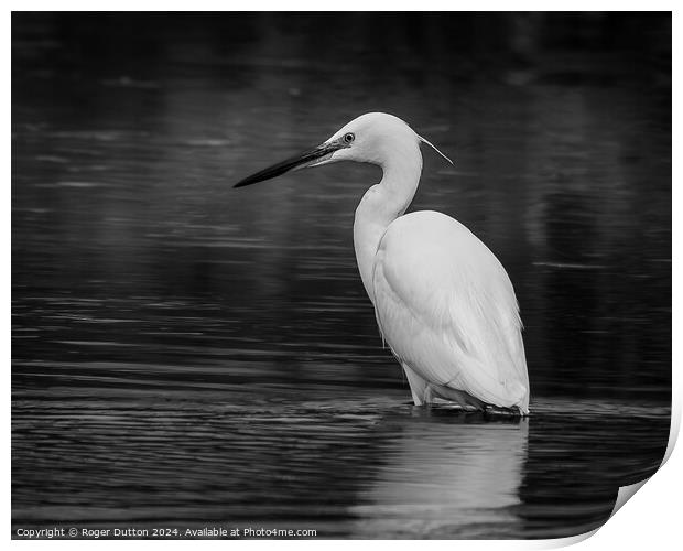 Little Egret Print by Roger Dutton