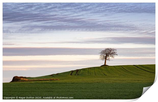 Lonely Beech on Grove Hill Print by Roger Dutton
