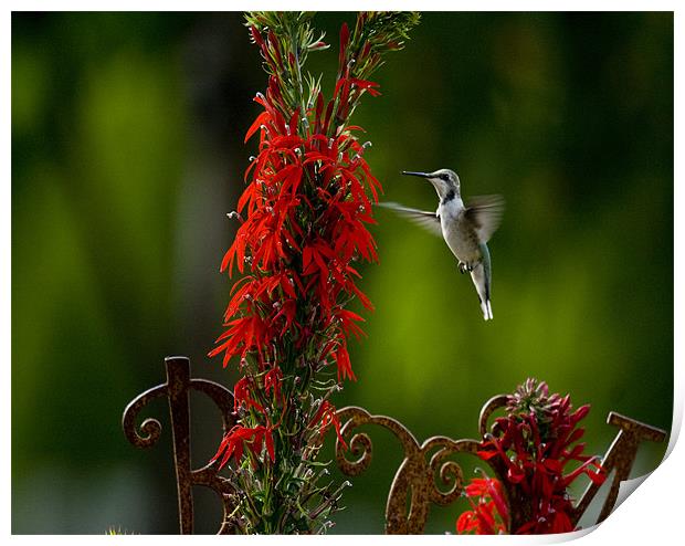 Humminngbird and Red Flower Print by Larry Pegram