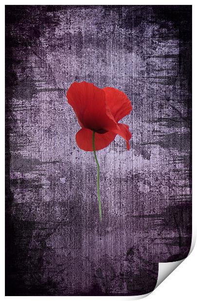Single Poppy Print by Ian Jeffrey