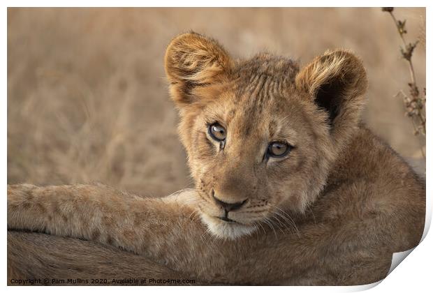 Lion Cub Print by Pam Mullins