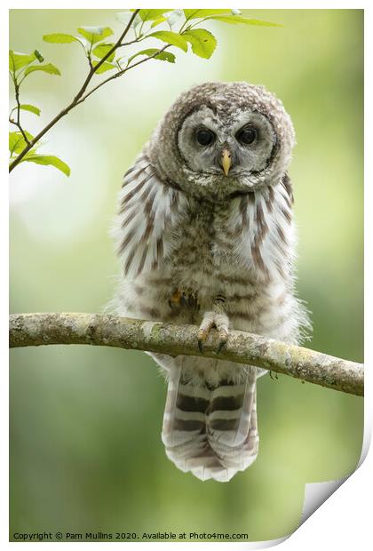 Barred Owlet Print by Pam Mullins