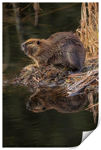  Beaver reflection on water Print by Pam Mullins