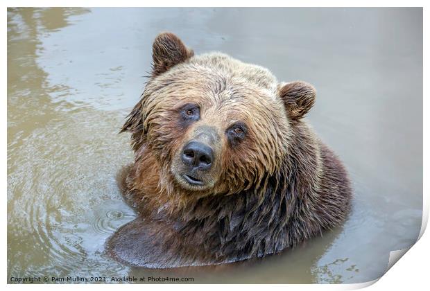 Grizzly Bear Print by Pam Mullins