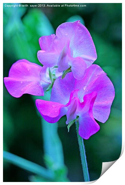 Sweet Pea Print by keith sayer