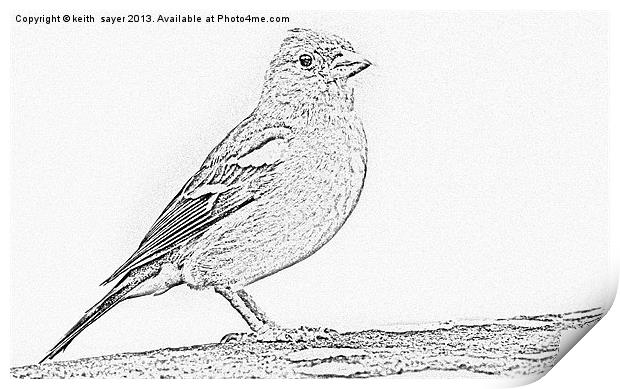 Line Drawing Of A Chaffinch Print by keith sayer