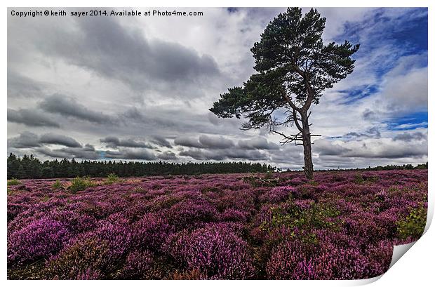  Yorkshire Heather Print by keith sayer