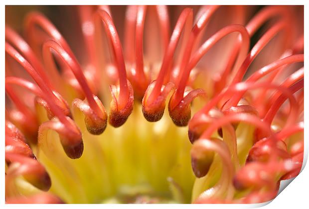 Red Pincushion Protea flower Print by Elizma Fourie