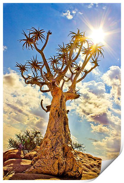 Quiver Tree Print by Elizma Fourie