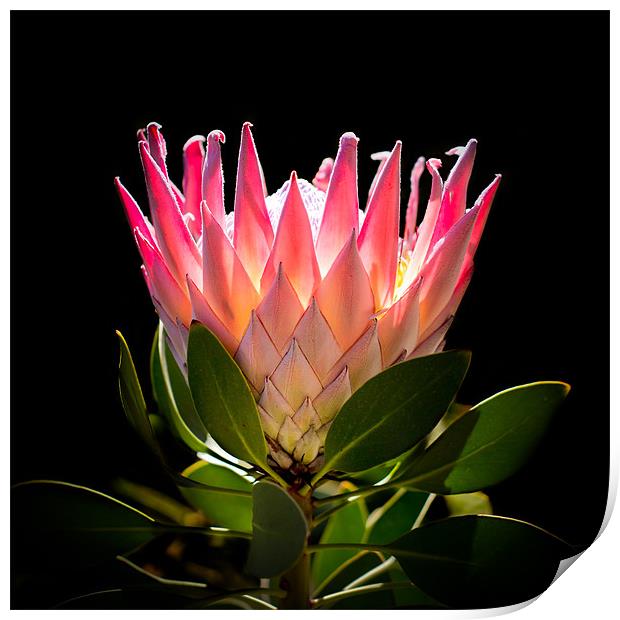 King Protea Print by Elizma Fourie