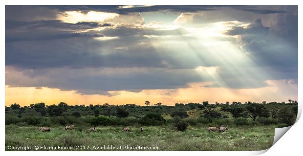 Oryx  Print by Elizma Fourie