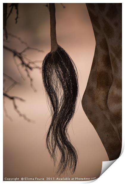 The tail Print by Elizma Fourie