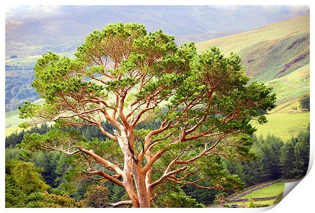Mountain Pine Tree in Wicklow. Ireland Print by Jenny Rainbow