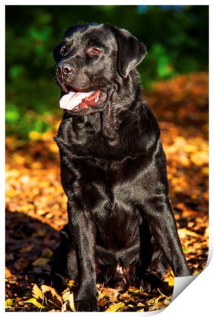 Black Labrador Retriever in Autumn Print by Jenny Rainbow