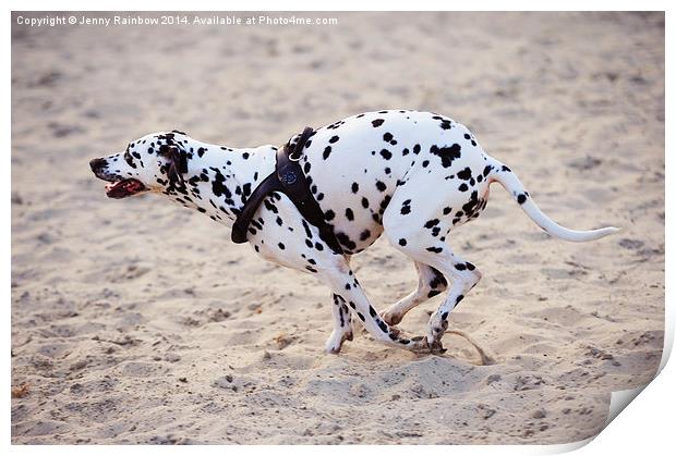  Speedy Girl. Kokkie. Dalmatian Dog Print by Jenny Rainbow