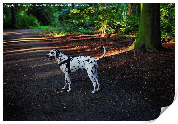  Alone in the Woods. Kokkie. Dalmatian Dog  Print by Jenny Rainbow